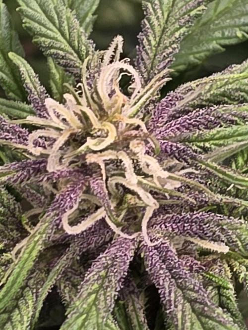 GoodQualityCannabis. Week 5 - im loving the early purpling and loud tropical almost rainbow melon smell early 