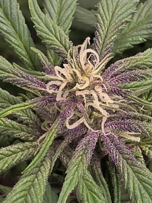 GoodQualityCannabis. Week 5 - trichome production