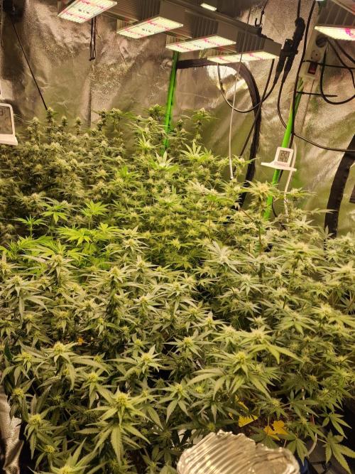 The Experiment. Week 11