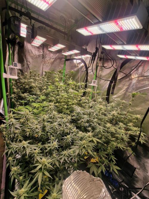 The Experiment. Week 11