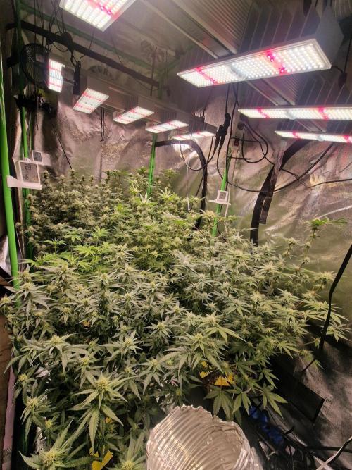 The Experiment. Week 11