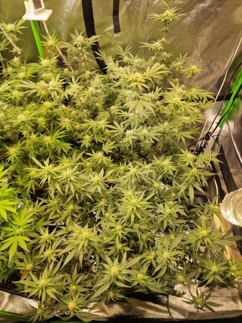 The Experiment. Week 11