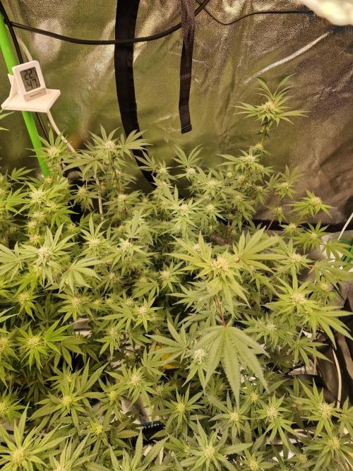 The Experiment. Week 11