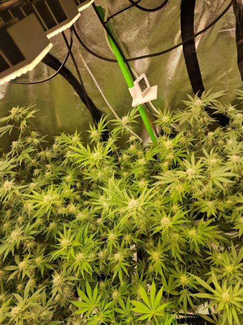 The Experiment. Week 11