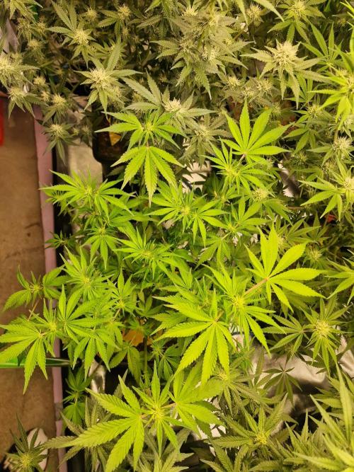 The Experiment. Week 11