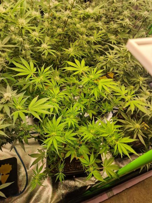 The Experiment. Week 11