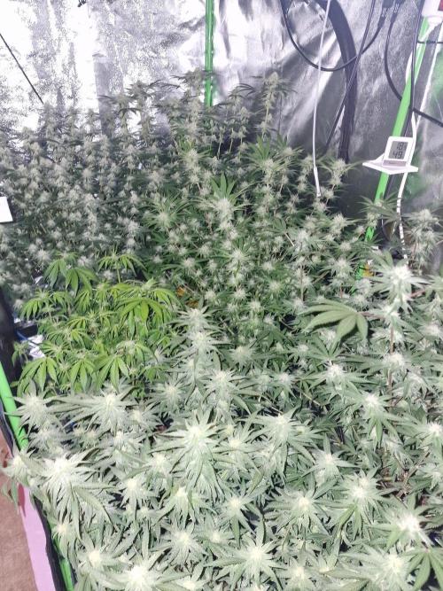 The Experiment. Week 12