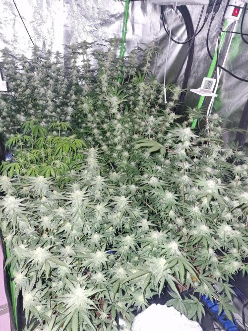 The Experiment. Week 12