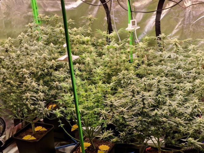 The Experiment. Week 12