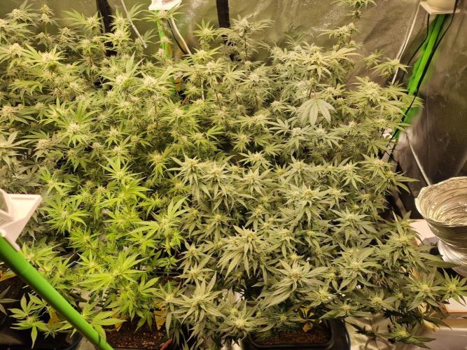 The Experiment. Week 12