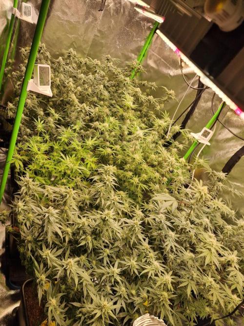 The Experiment. Week 13