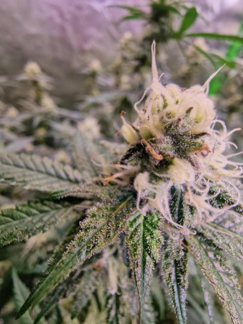 The Experiment. Week 13