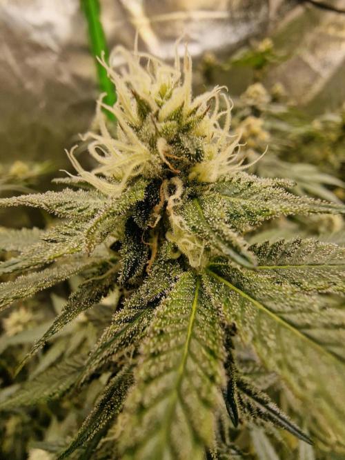 The Experiment. Week 13