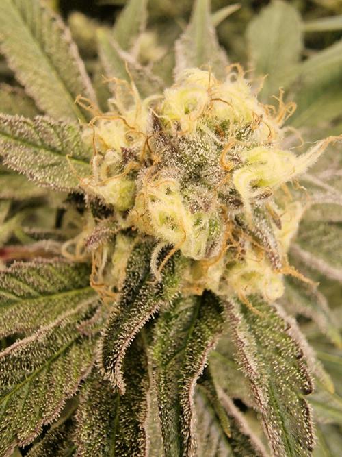 The Experiment. Week 13