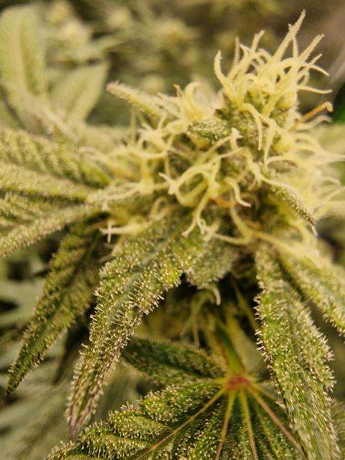 The Experiment. Week 13