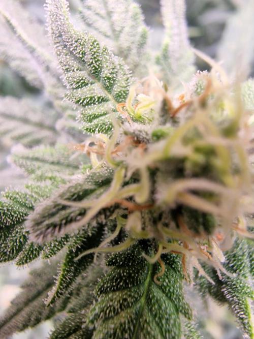 The Experiment. Week 13