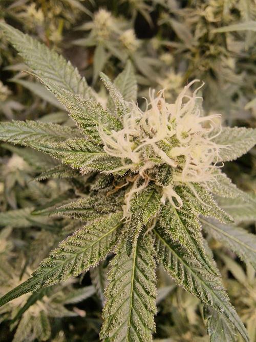 The Experiment. Week 13