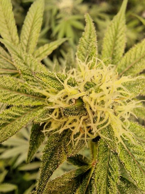 The Experiment. Week 13