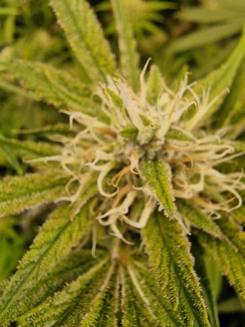 The Experiment. Week 13