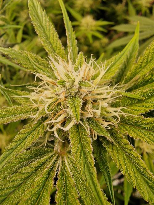 The Experiment. Week 13