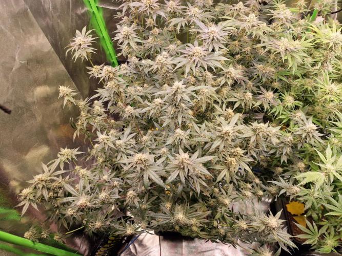 The Experiment. Week 13