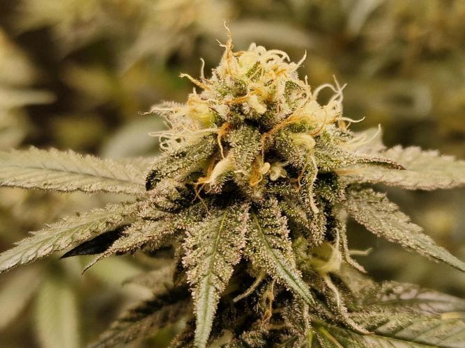 The Experiment. Week 13