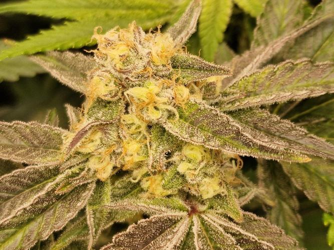 The Experiment. Week 13