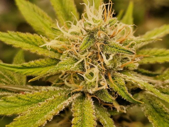 The Experiment. Week 13