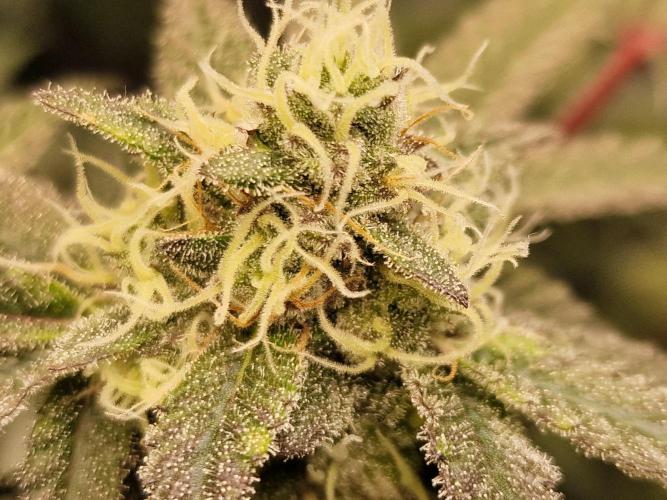 The Experiment. Week 13