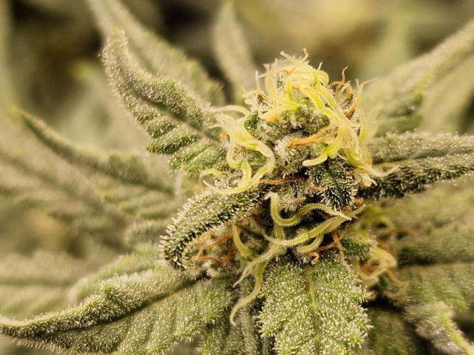 The Experiment. Week 13 - Facebook Gruppe "Cannabisanbau für Anfänger und Profis" kommt alle💞💞💞