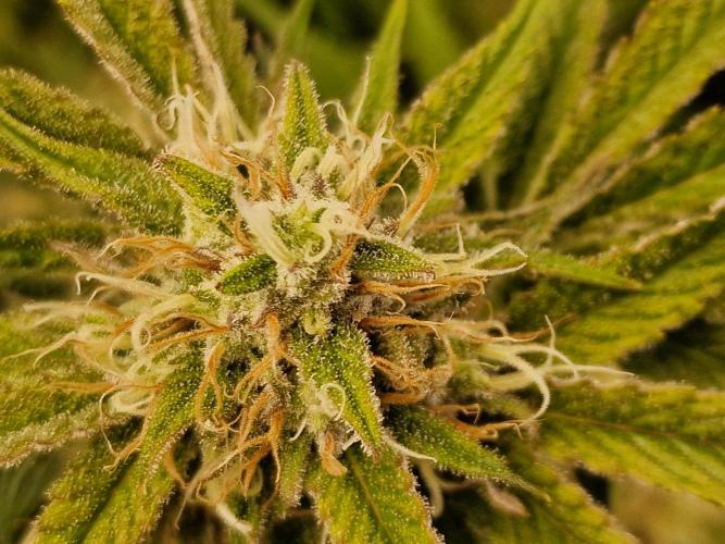 The Experiment. Week 13 - Facebook Gruppe "Cannabisanbau für Anfänger und Profis" kommt alle💞💞💞