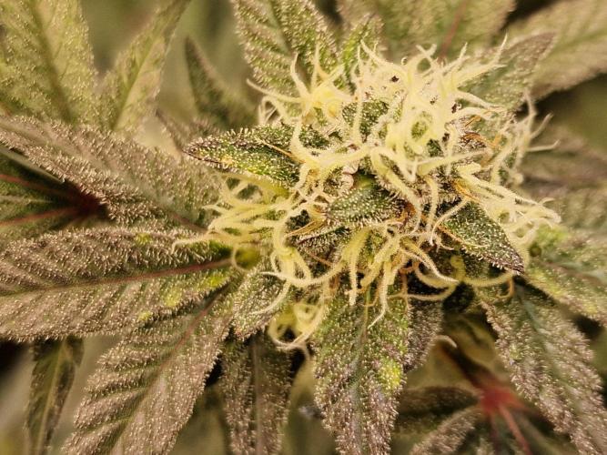 The Experiment. Week 13 - Facebook Gruppe "Cannabisanbau für Anfänger und Profis" kommt alle💞💞💞