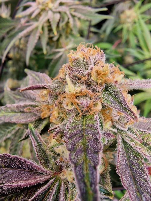 The Experiment. Week 13 -  Facebook Gruppe "Cannabisanbau für Anfänger und Profis" kommt alle💞💞💞