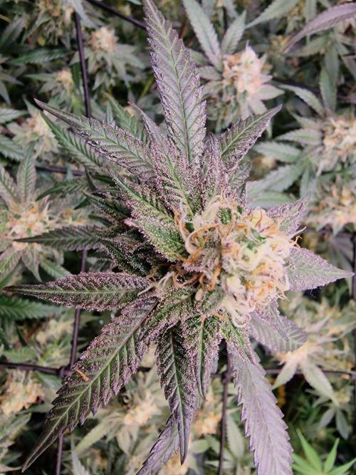 The Experiment. Week 13 - Facebook Gruppe "Cannabisanbau für Anfänger und Profis" kommt alle💞💞💞