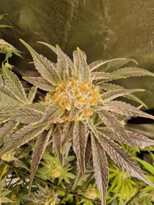 The Experiment. Week 13 - Facebook Gruppe "Cannabisanbau für Anfänger und Profis" kommt alle💞💞💞