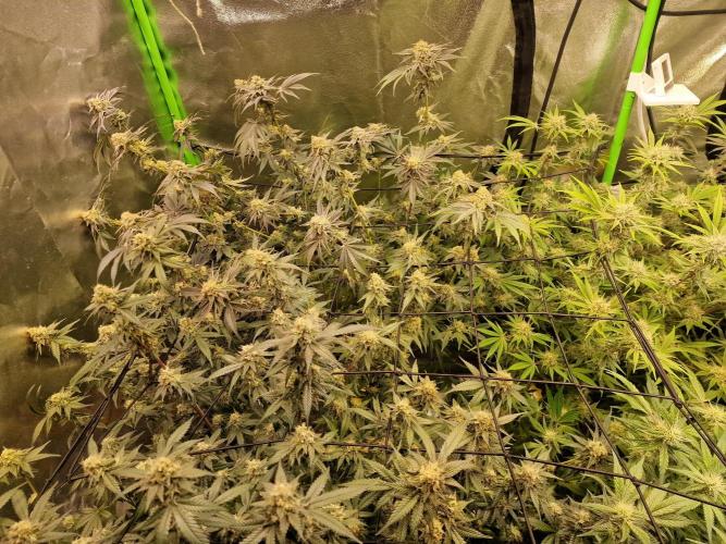 The Experiment. Week 13 - Facebook Gruppe "Cannabisanbau für Anfänger und Profis" kommt alle💞💞💞