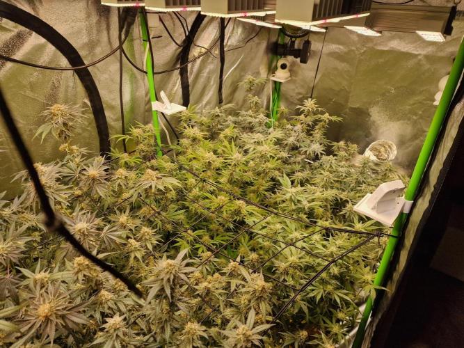 The Experiment. Week 13 - Facebook Gruppe "Cannabisanbau für Anfänger und Profis" kommt alle💞💞💞