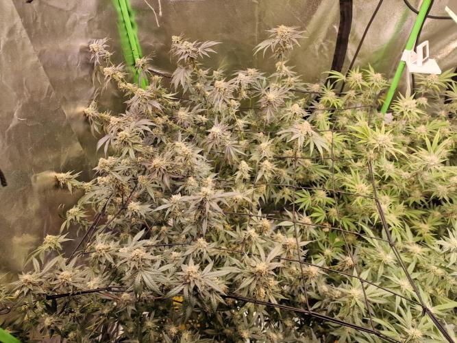 The Experiment. Week 13 - Facebook Gruppe "Cannabisanbau für Anfänger und Profis" kommt alle💞💞💞