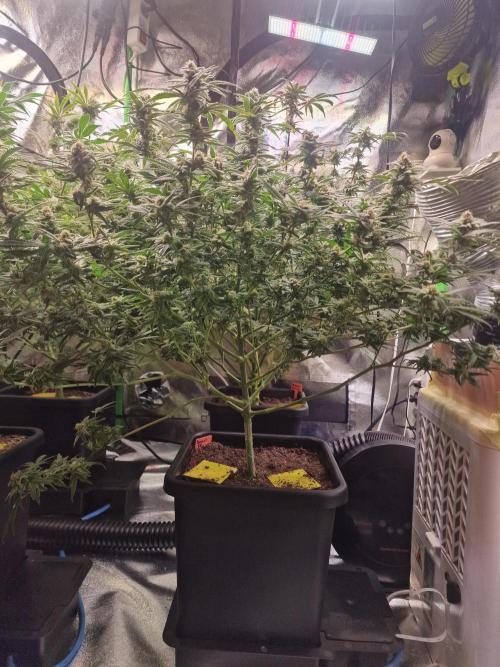 The Experiment. Week 14