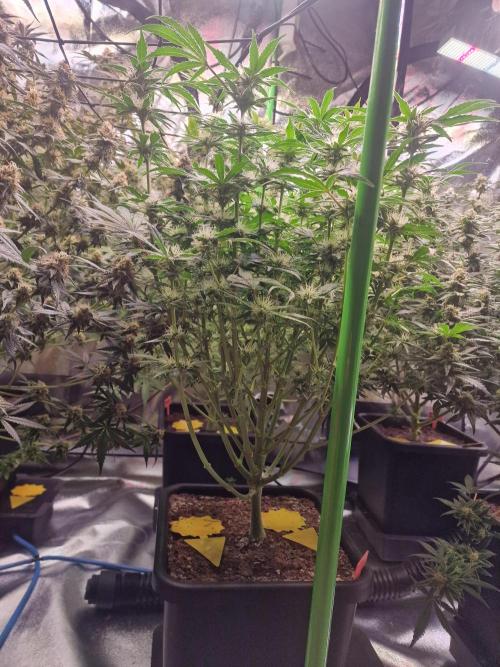 The Experiment. Week 14