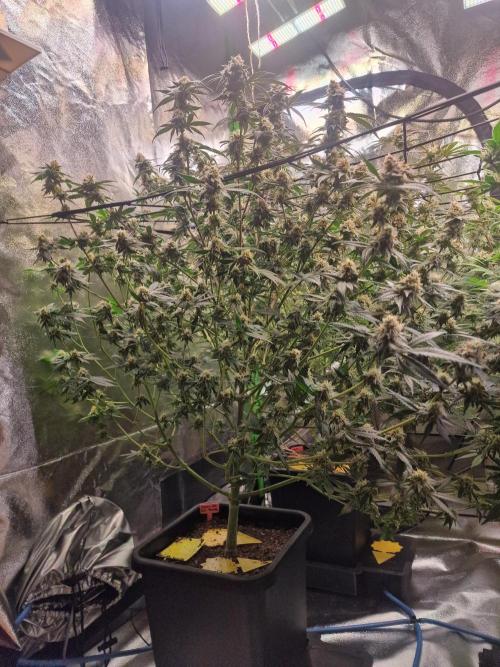 The Experiment. Week 14