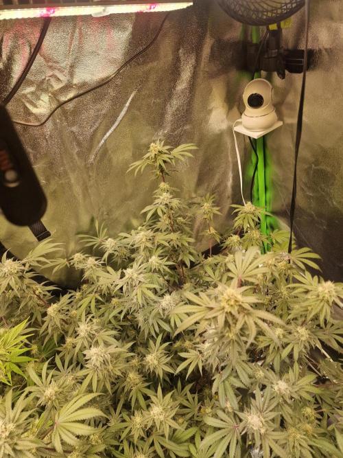 The Experiment. Week 14