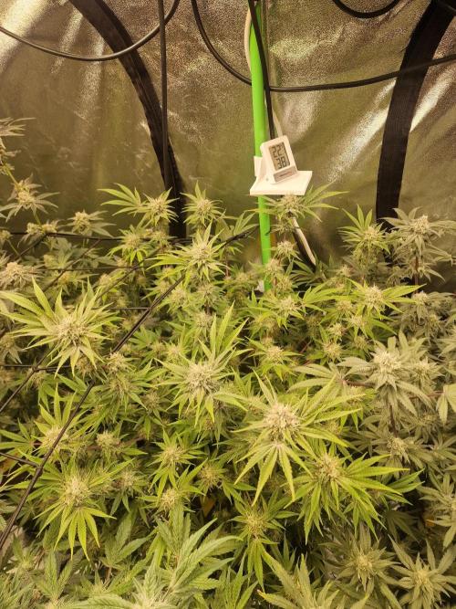 The Experiment. Week 14