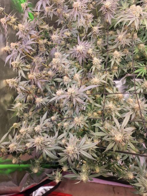 The Experiment. Week 14