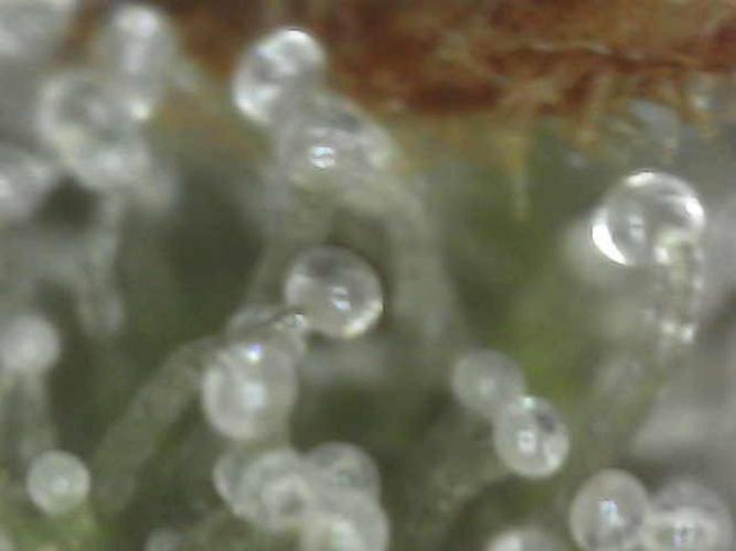 The Experiment. Week 14