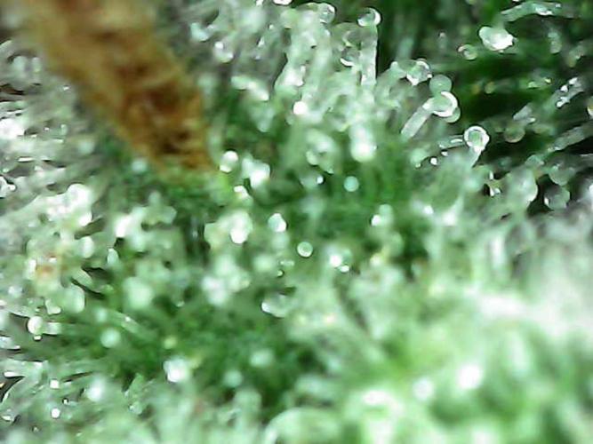 The Experiment. Week 14