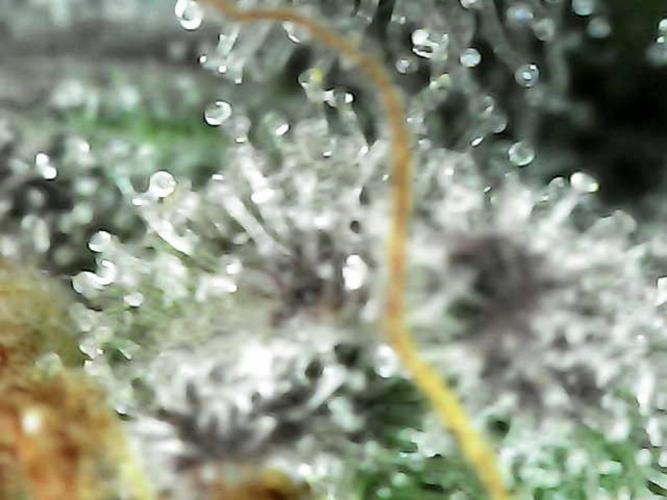 The Experiment. Week 14