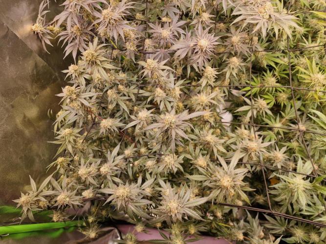 The Experiment. Week 14