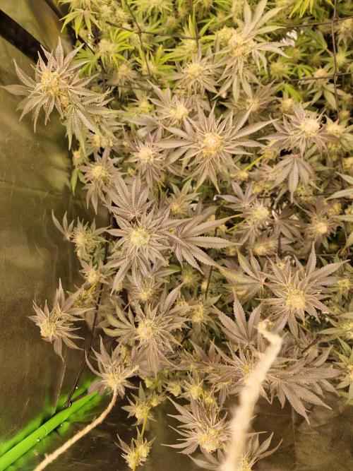 The Experiment. Week 14