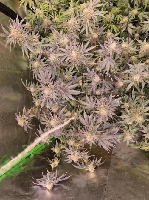 The Experiment. Week 14